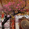 Why northerners often display peach blossoms during Lunar New Year
