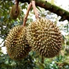 Striving towards sustainable development of durian production
