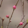Peach blossoms show off beauty in Hanoi