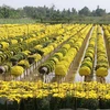Flower villages rush into Lunar New Year