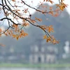 Crape-myrtle trees show off young leaves, dazzling Hanoians