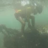 Trash threatens Da Nang coral reef