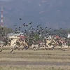 Presence of rare stork in Dien Bien