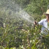 Apricot blossoms in Binh Dinh ready for Lunar New Year