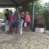 Oriental onions ready for family dinners during Tet holiday