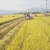 Joint rice farming model brings farmers sustainable income