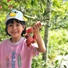 Urban kids enjoy harvesting lychees as actual farmers