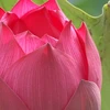 Lotus seeds make good crop in Ha Nam province