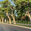 Age-old Indian-almond trees in Con Dao island