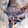 Ly Son island working to preserve renowned rock crabs