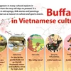 Buffalo in Vietnamese culture