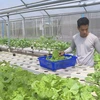 Hi-tech agriculture proves effective in Dong Nai