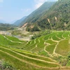 Beauty of young rice terraces in Lai Chau