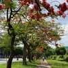 Flamboyant flowers showcase beauty in summer