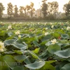 Unique lotus pond in the capital