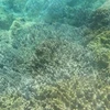 Protecting coastal coral reefs in Quy Nhon
