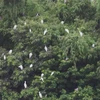 Tam Chuc tourism site a bird paradise