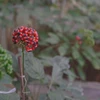 Ginseng cultivation area expanded under Gov’t decision