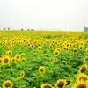 Brilliant field of sunflowers in Saigon