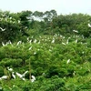 Bird sanctuary stands out in Ca Mau city