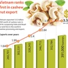 Vietnam ranks first in cashew nut export