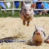 Racing pigs on fire on racetrack