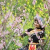 Peach blossoms in Sapa enthral visitors