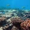 Hon Yen coral reefs in need of protection