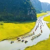 Alluring Tam Coc in ripe rice season