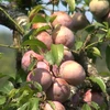 Son La province boosts plum production