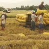 Vietnam exports rice to major markets