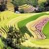 'Paradise' of terraced rice fields in Son La