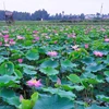 Lotus adds money to pockets of farmers in Kien Giang