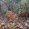 World's smallest ungulates, lost for 30 years, spotted in Vietnam 