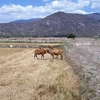 Ninh Thuan farmers face severe drought