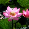 Lotus flowers in full bloom in Quang Tri province