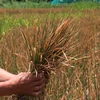 Local proactive in protecting rice crop from drought 
