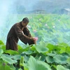  Dreaming beauty of lotus in Ninh Binh