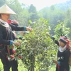 Shan tea gives people a means to escape from poverty