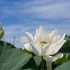 Pure white lotus enchants flower lovers in Hanoi