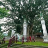 The heritage banyan at a sacred temple