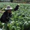 Sustainable development of medicinal plants in Lao Cai