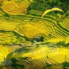 Mu Cang Chai terraced fields in ripen season