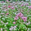 Buckwheat flower fields : can-not-miss check-in hotspots in Ha Giang 