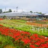 Flower gardens in Da Nang ready for Lunar New Year