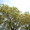 ‘Treasure’ tree of Dinh Thon village in full bloom