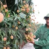 First batch of lychees from 2021 crop head to Japan
