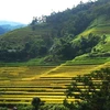Ha Giang promotes beauty of Hoang Su Phi terraced fields online