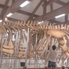 Two 300-year-old whale skeletons on Ly Son Island restored