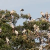 Endangered stork species spotted in Tay Ninh